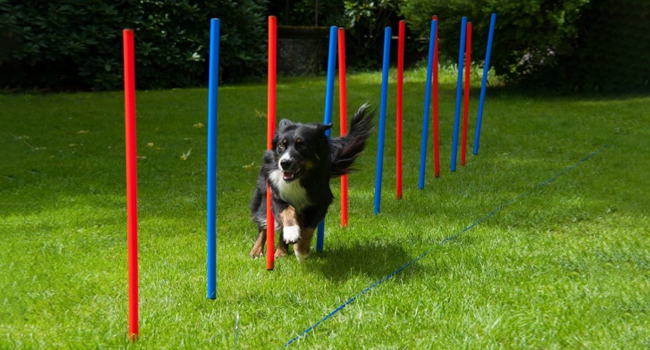 Набір для дресирування собак Agility Set: 12 шлагбаумів червоно-синіх, сумка для перенесення