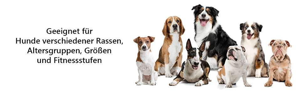 Набір для аджиліті для собак Huskl Agility Set: тунель, стійки, кільце, коробка для відпочинку. Аксесуари для аджиліті та тренувань собак.