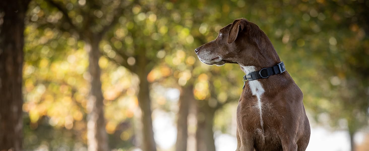 Стильний шкіряний нашийник для собак Джек Рассел від Abey: нашийник з буйволячої шкіри, вишуканий дизайн з різьбленням, м'яка підкладка (S, 26-34 см)
