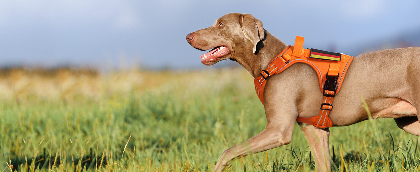 Нагрудник для собак Rabbitgoo середнього розміру, анти-тяга, регульований, з ручкою, міцний, тактичний, з металевими пряжками, для прогулянок (M, Помаранчевий)