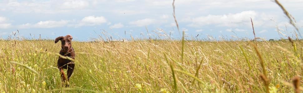 Нашийник для собак Pinklady Leder: шкіряний нашийник для собак, бежевий, карамельний, коричневий, рожевий, з декоративними елементами та стразами, обхват 35-43 см