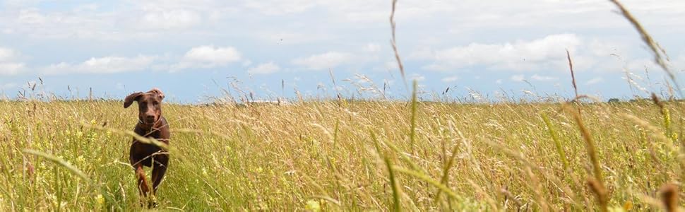 Нашийник для собак Pinklady Leder: шкіряний нашийник для собак, бежевий, карамельний, коричневий, рожевий, з перфорацією та стразами (150x2,5 см)