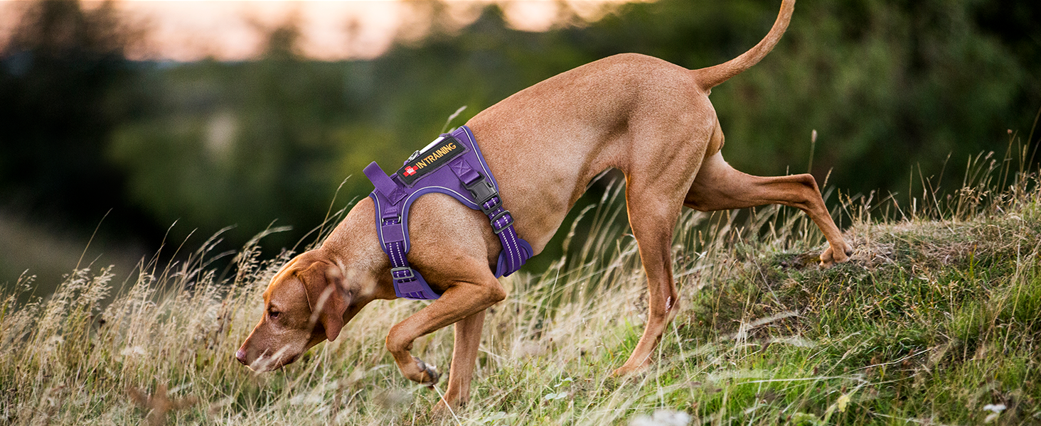 Нагрудник для собак Rabbitgoo середнього розміру, анти-тяга, регульований з ручкою, міцний, тактичний, з металевими пряжками для прогулянок (M, фіолетовий)