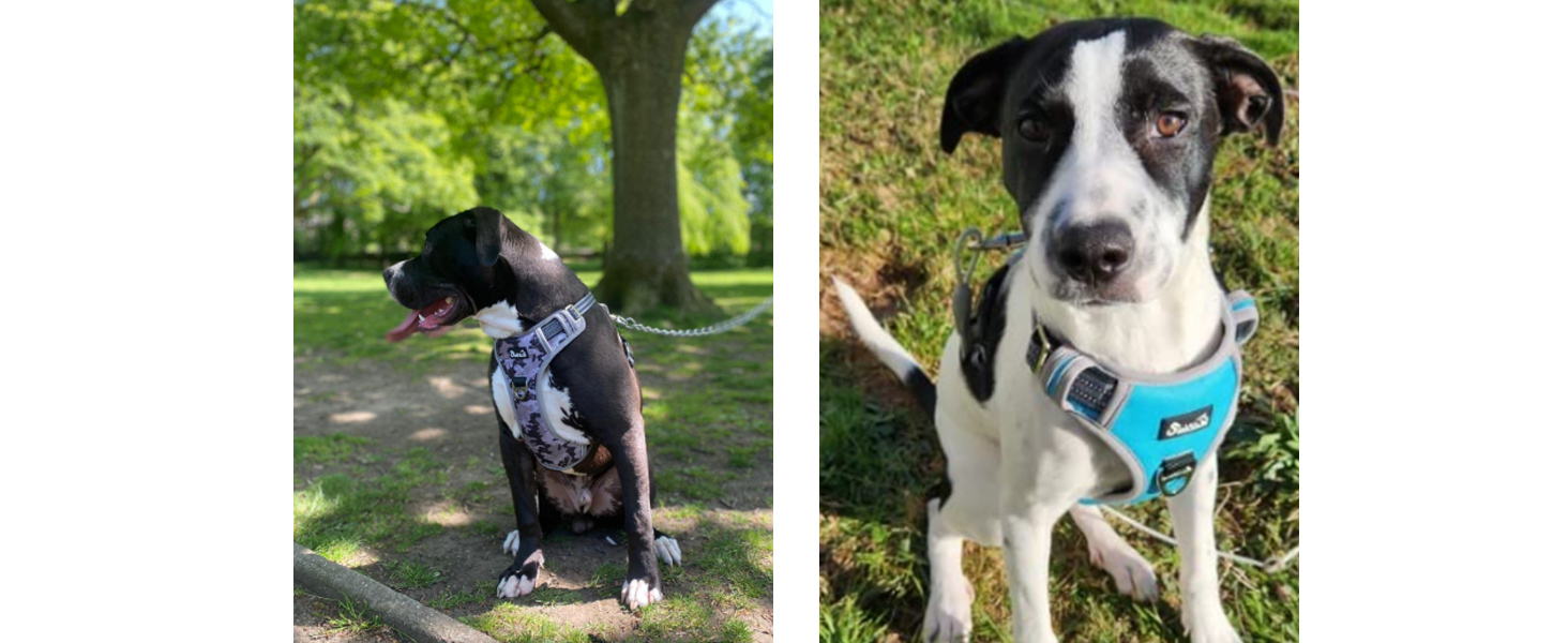 Шлейка для собак великих порід, анти-тяга, з 2 карабінами та зручною ручкою, регульована та світловідбиваюча, з м'якою підкладкою, для щоденних тренувань (Чорний, L)