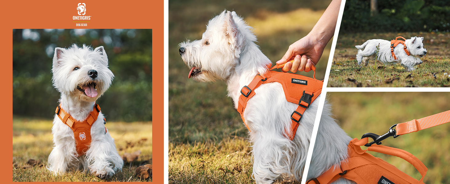 Нашийник для собак OneTigris MINI Trooper, оранжевий, XXXS, з повідком 150 см, 2 положення для буксирування