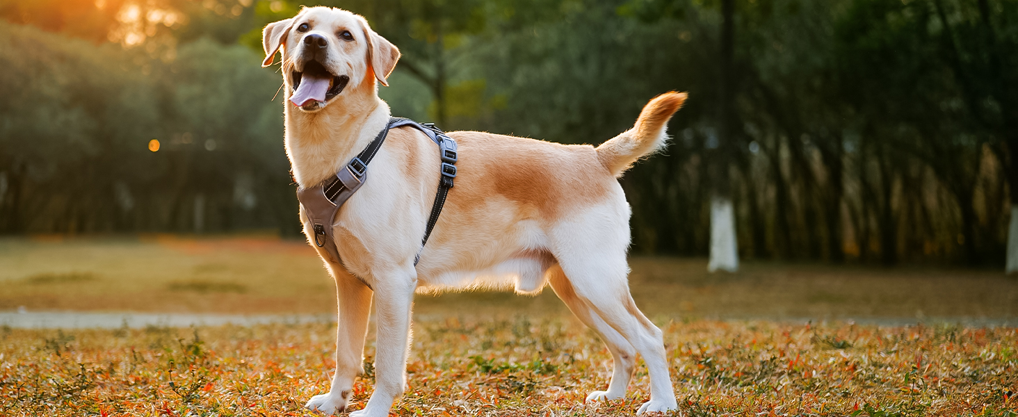 Шлейка для собак Huntboo Anti-Zug, проти вислизання, для малих, середніх та великих собак, не тягне, з світловідбиваючими елементами та 2 карабінами, не дає змогу душитися, регульована для тренувань та бігу (Чорний, S)