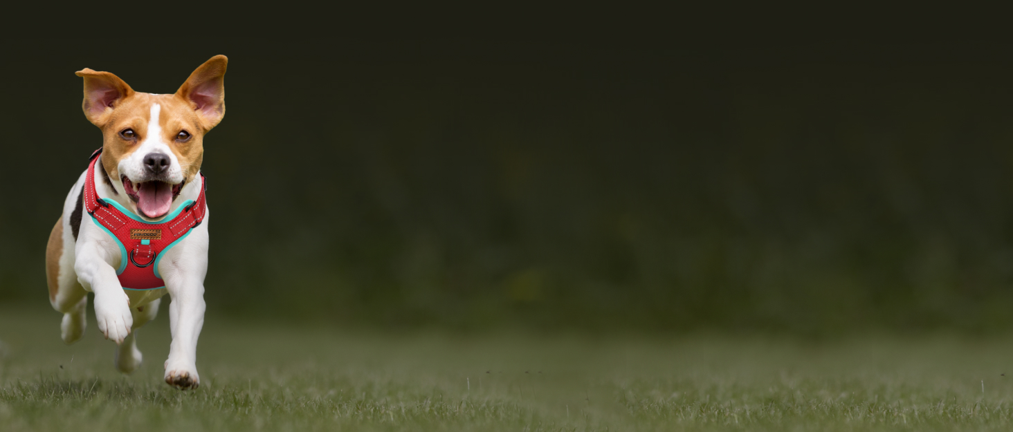 Шлейка для собак FAYOGOO з переднім кріпленням, не тягне, регульована, м'яка, з підкладкою, для малих, середніх та великих собак, синього кольору (S)