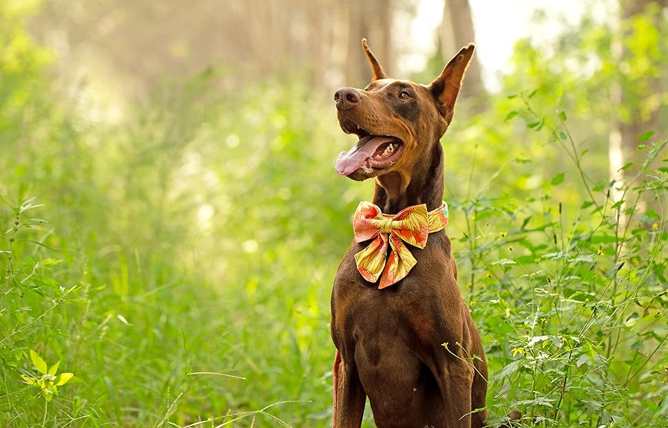 Елегантний поводок для собак Unique Tyle з клямкою та бантиком, для маленьких, середніх та великих собак та котів, XX-XL (S, коричневий)