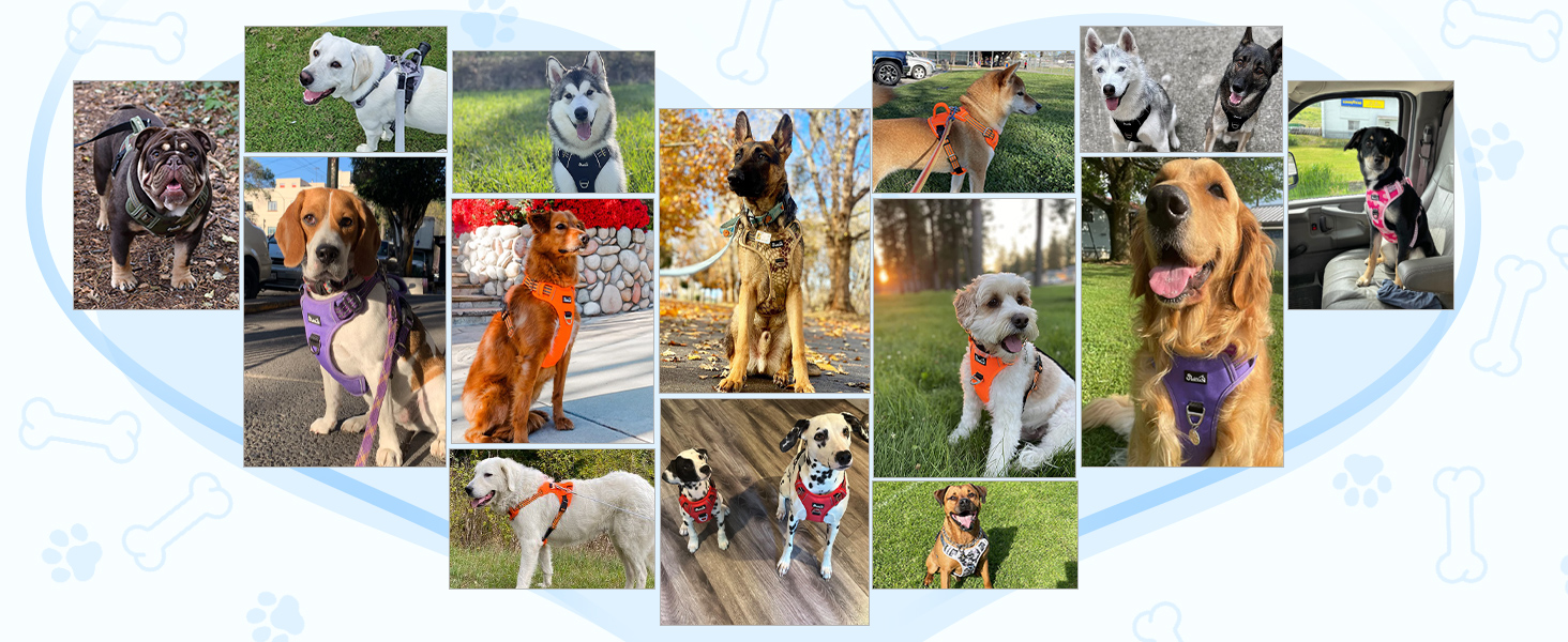 Шлейка для собак великих порід, анти-тяга, з 2 карабінами та зручною ручкою, регульована та світловідбиваюча, з м'якою підкладкою, для щоденних тренувань (Чорний, L)