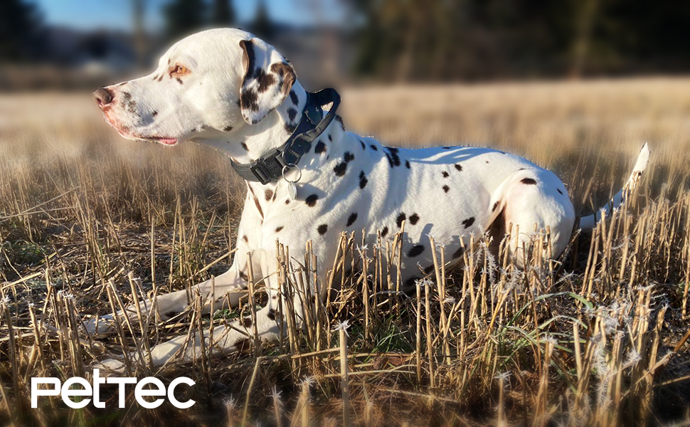 Нашийник для собак PetTec з неопрену та нейлону з ручкою, м'який, регульований, водонепроникний, комплект з повідком (S-XL, чорний)