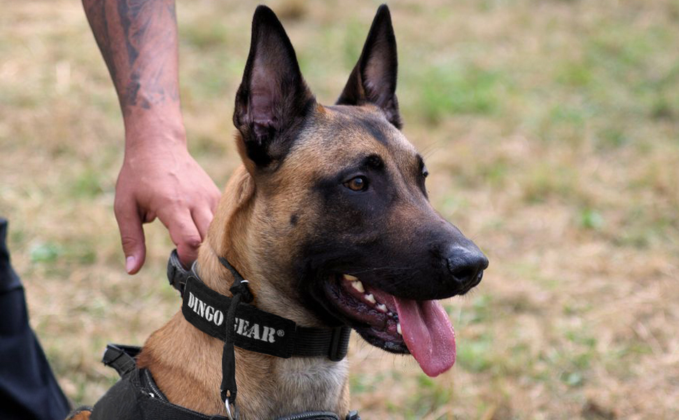 Нашийник для собак Dingo Gear, ручної роботи, міцний шнур, 2 обмежувачі, водонепроникний, для K9-тренувань, IGP, агітація, кусання, слухняність, чорний, L (S04049)