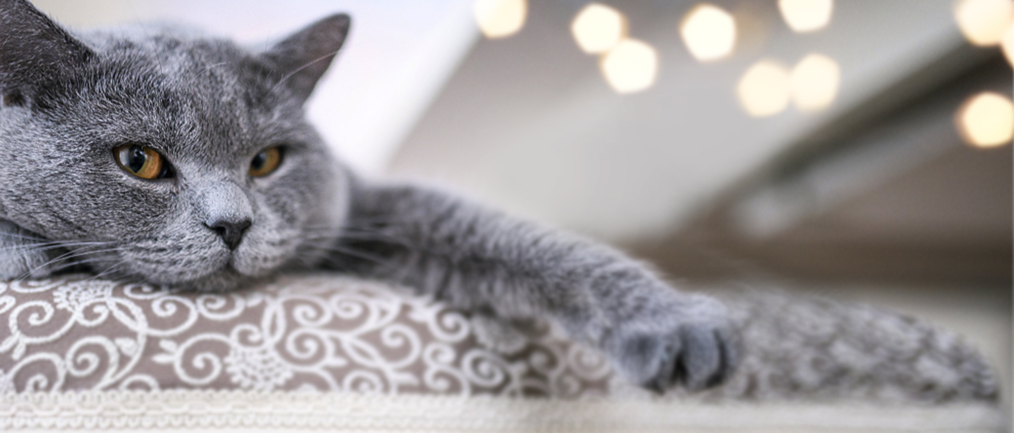 Туннель для котів Homegroove, великий філц L-подібної форми, інтерактивний, DIY, з отворами для спостереження (Бежевий, Прямий)