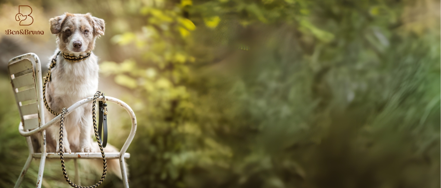 Нашийник для собак Ben&Bruno: широкий, регульований, ручної роботи, міцний, надійний, довговічний, з паракорду, для маленьких, середніх та великих собак, XL, багатокольоровий