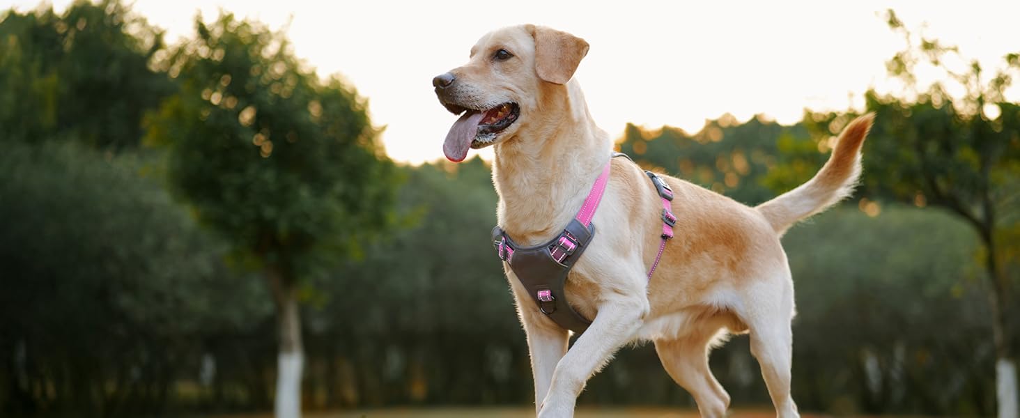 Шлейка для собак Huntboo Anti-Zug, без обмеження руху, для малих, середніх та великих собак, не тягне, світловідбиваюча, з 2 карабінами, не душить, регульована, для тренувань та бігу (Рожева, M)