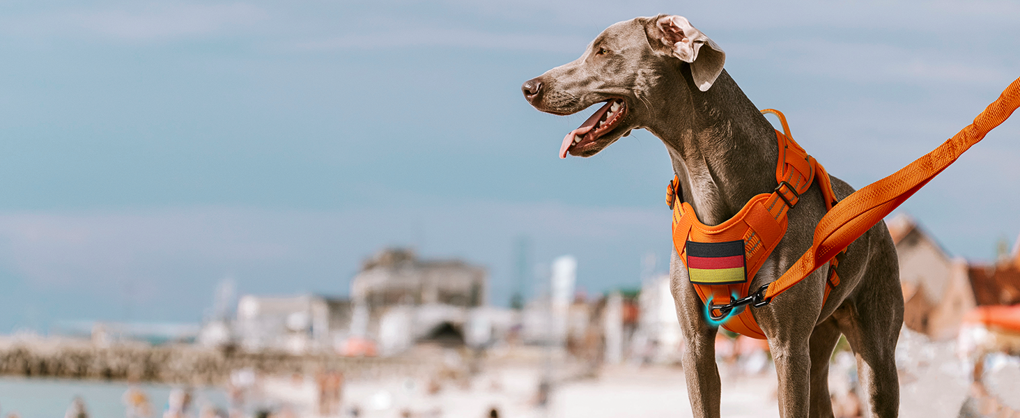 Нагрудник для собак Rabbitgoo середнього розміру, анти-тяга, регульований, з ручкою, міцний, тактичний, з металевими пряжками, для прогулянок (M, Помаранчевий)