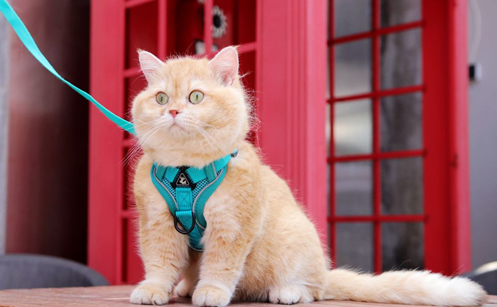 Набір посуду та шлейка для собак та котів, витривала регульована шлейка з поводом, сітка з відбиваючими смугами, XL, червоний XL