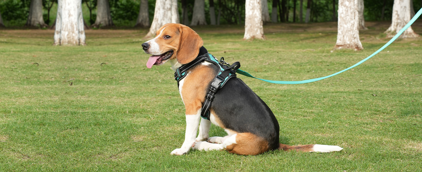 Світловідбиваючий нашийник для собак Joytale з LED, для середніх собак, без натягування, з ручкою, регульований, для нічних прогулянок, зелений, розмір M (1 шт.)