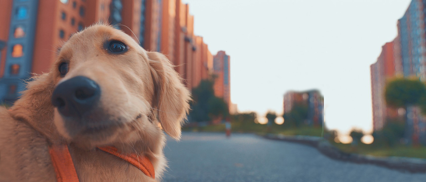 Кругле лежанка для собак Mirkoo: комфортне, м'яке, знімний коврик, різних розмірів (L/XL/XXL/XXXL), сірий (75x75x18 см)