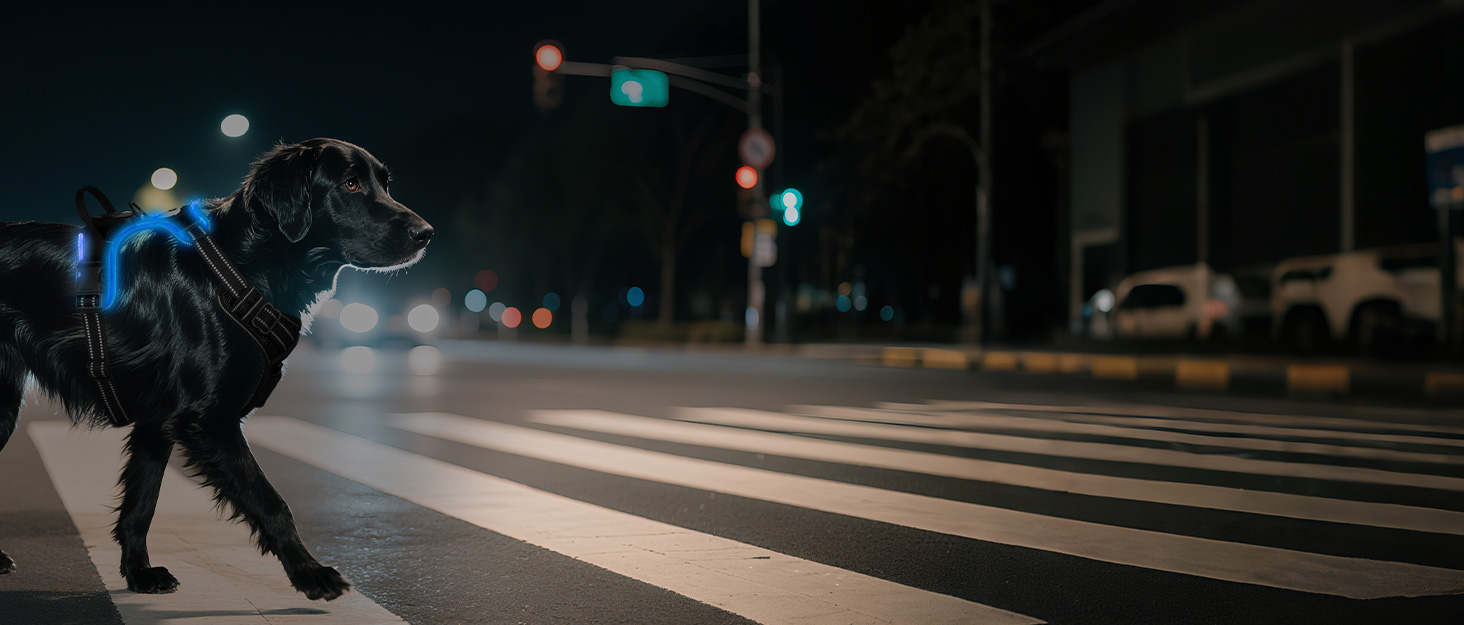 Світловідбиваючий нашийник для собак Joytale з LED, для середніх собак, без натягування, з ручкою, регульований, для нічних прогулянок, зелений, розмір M (1 шт.)