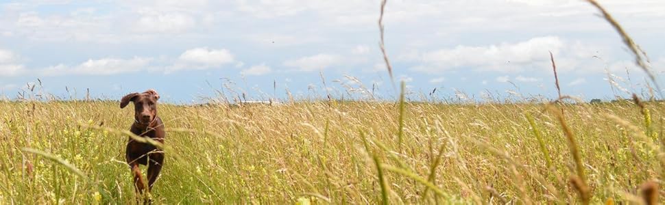 Нашийник для собак MICHUR Flora з натуральної шкіри, чорний, червоний, коричневий, з квітковим візерунком, різні розміри (150x2,5 см)
