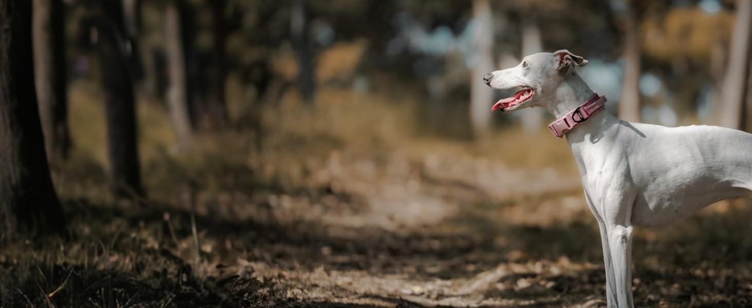 Нашийник для собак OneTigri, тактичний, м'який, з широкою кунттофчасною застібкою та кільцем з алюмінієвого сплаву, (30-40 см), рожевий, XS