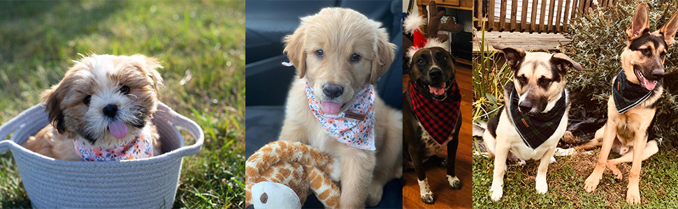 Елегантний нашийник для собак та котів з краваткою, стильний аксесуар для тварин, розміри S, M, L, XXS-XL