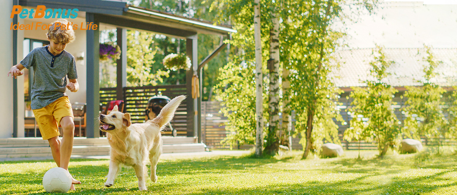 Ремінь безпеки для собак PetBonus в авто: міцний поводок-переноска для маленьких, середніх та великих собак (чорний)