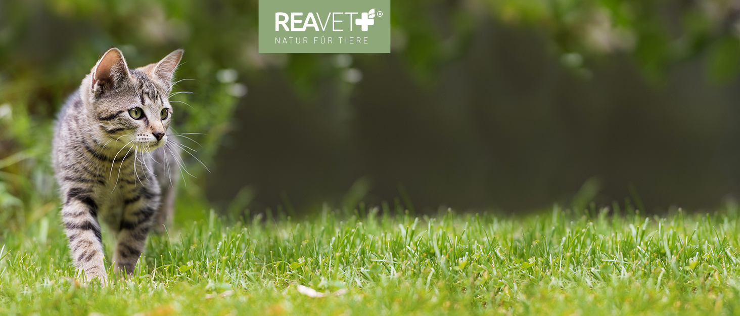 Квіткове ліжко для котів ReaVET Samtpfoten - м'яке та зручне, з подушкою, з фетру