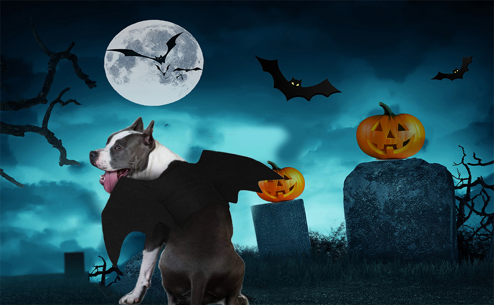 Костюм кажана для тварин: набір для кота та собаки, аксесуар для Хелловіну, косплей, вечірка, декор, чорний