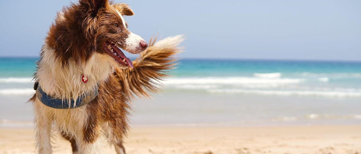 Гамак для собак Ownpets з 4 гачками: для миття, догляду та стрижки нігтів