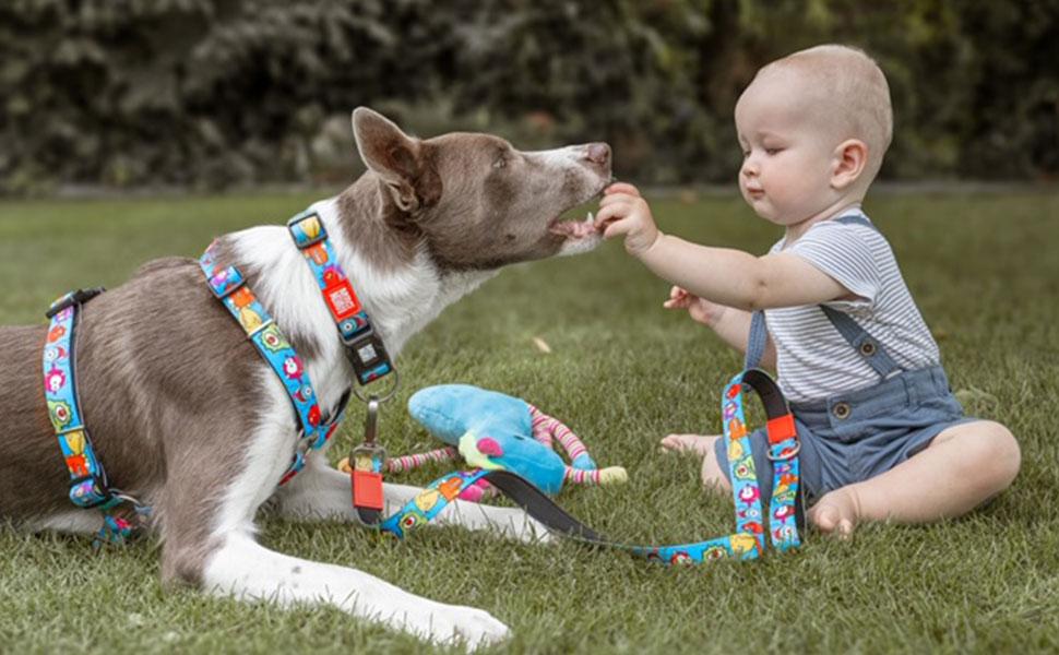 Нашийник для собак Max & Molly H-подібної форми, Ultrabequemes Geschirr Hund, Neopren, XS, для маленьких собак, з підкладкою, безпечний та ультралегкий, для комфорту вашого улюбленця