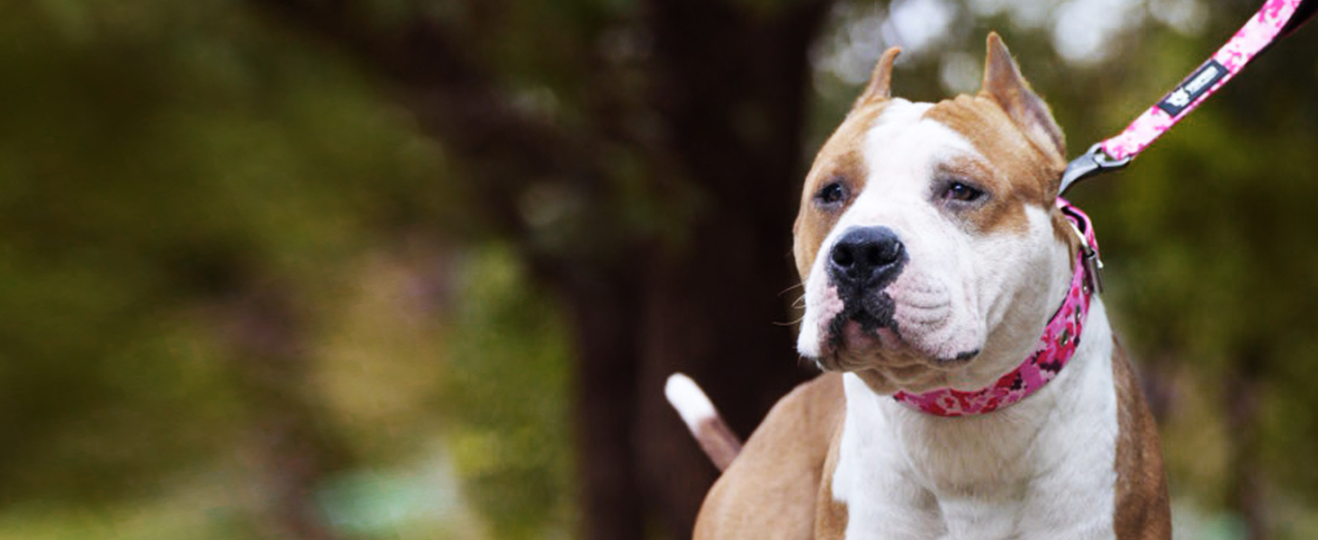 Тактичне обгортання для собак TSPRO, міцне обгортання з металевою застібкою, 3,8 см, регульоване та товсте для собак середніх та великих порід (зелене M), розмір M-H (регульоване 40-48 см), зелене