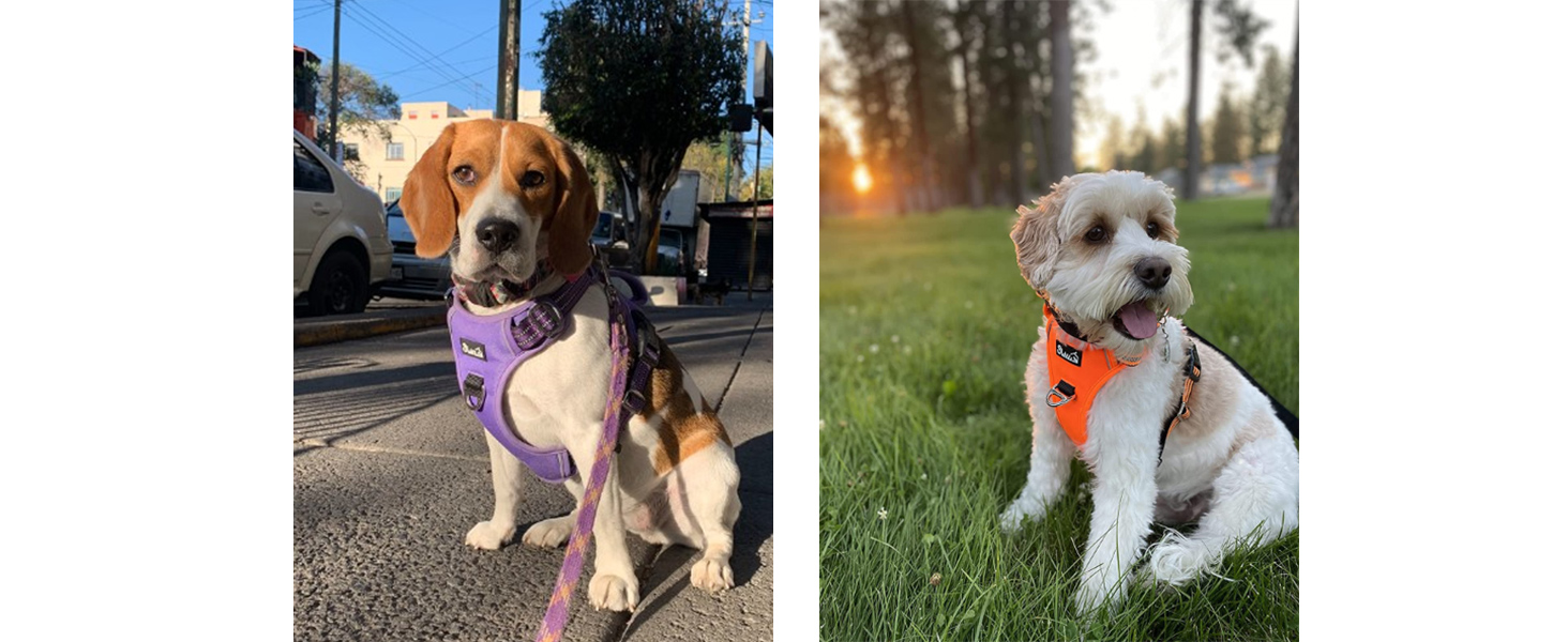 Шлейка для собак великих порід, анти-тяга, з 2 карабінами та зручною ручкою, регульована та світловідбиваюча, з м'якою підкладкою, для щоденних тренувань (Чорний, L)