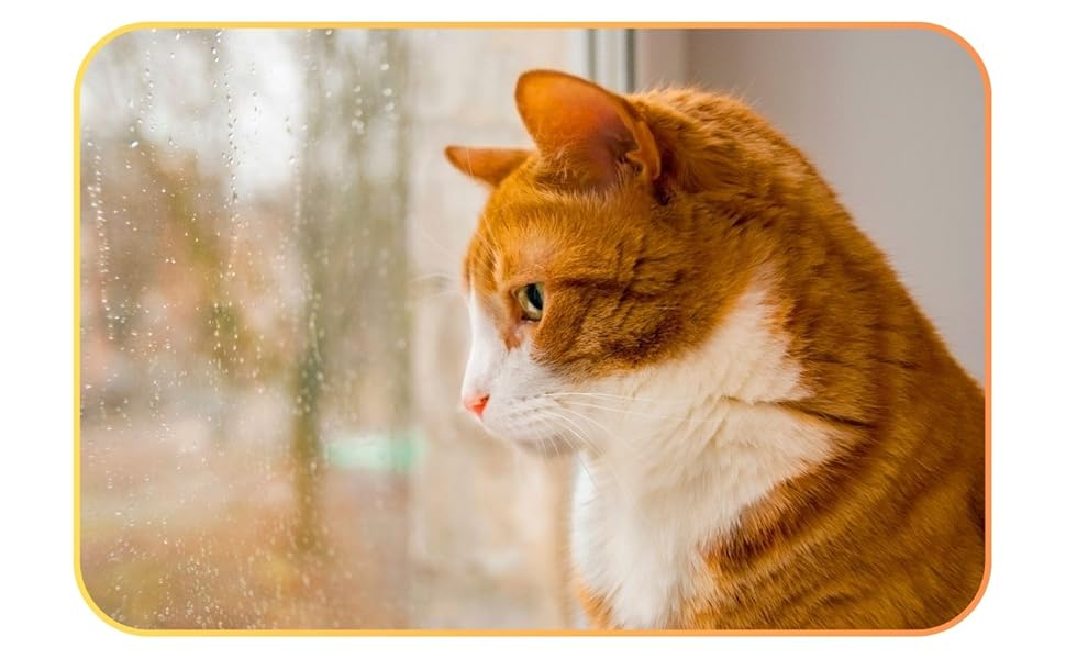 Гніздо-гамак для котів на вікно з присосками, складане ліжко для котів, міцний гамак для вікон, з подвійними присосками