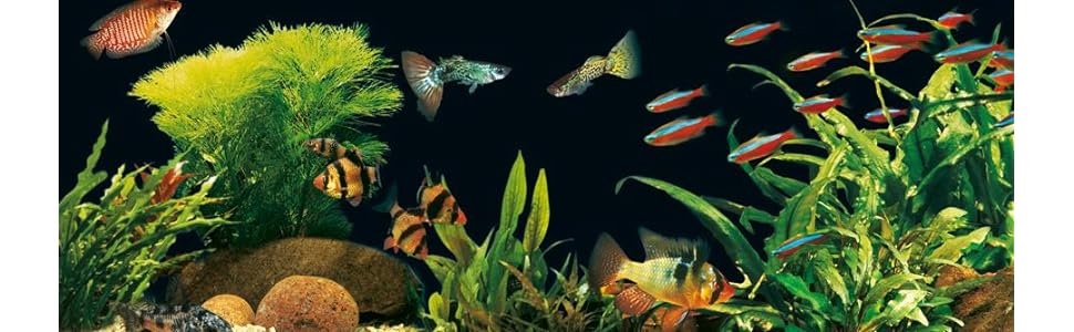Tetra WP 1000 водяна помпа для акваріумів, потужна акваріумна помпа з регулюванням потоку, для оптимальної циркуляції води та чистоти, для акваріумів 200-300 літрів