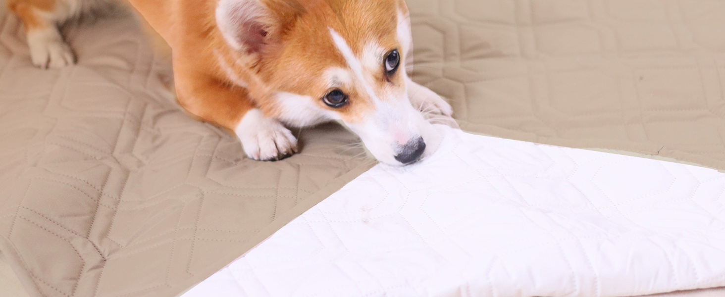 Водонепроникний килимок для собак GYURO - двосторонній, м'який, 97 x 190 см (Хакі) - для великих і маленьких собак, захист дивану, ліжка, авто, придатний для прання