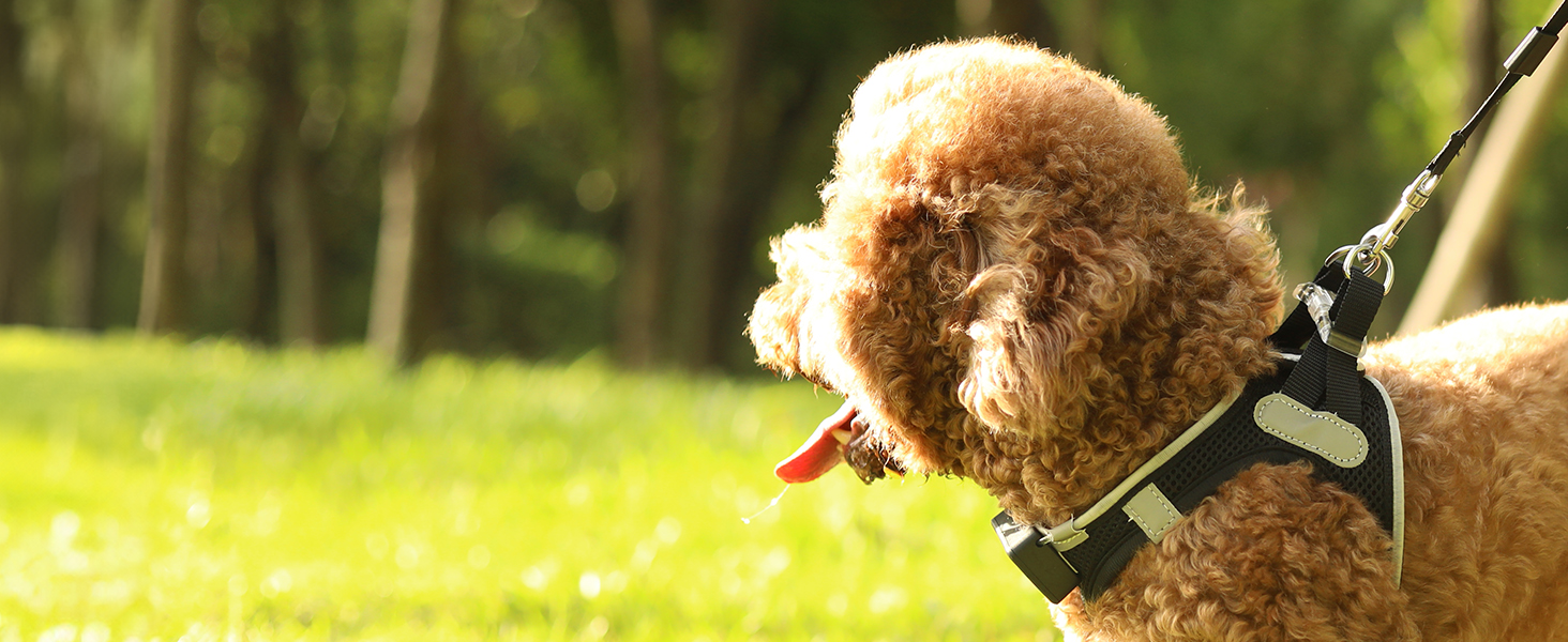 Світловідбиваючий нашийник для собак PcEoTllar з LED підсвічуванням (3 режими), зелений, для маленьких та середніх собак
