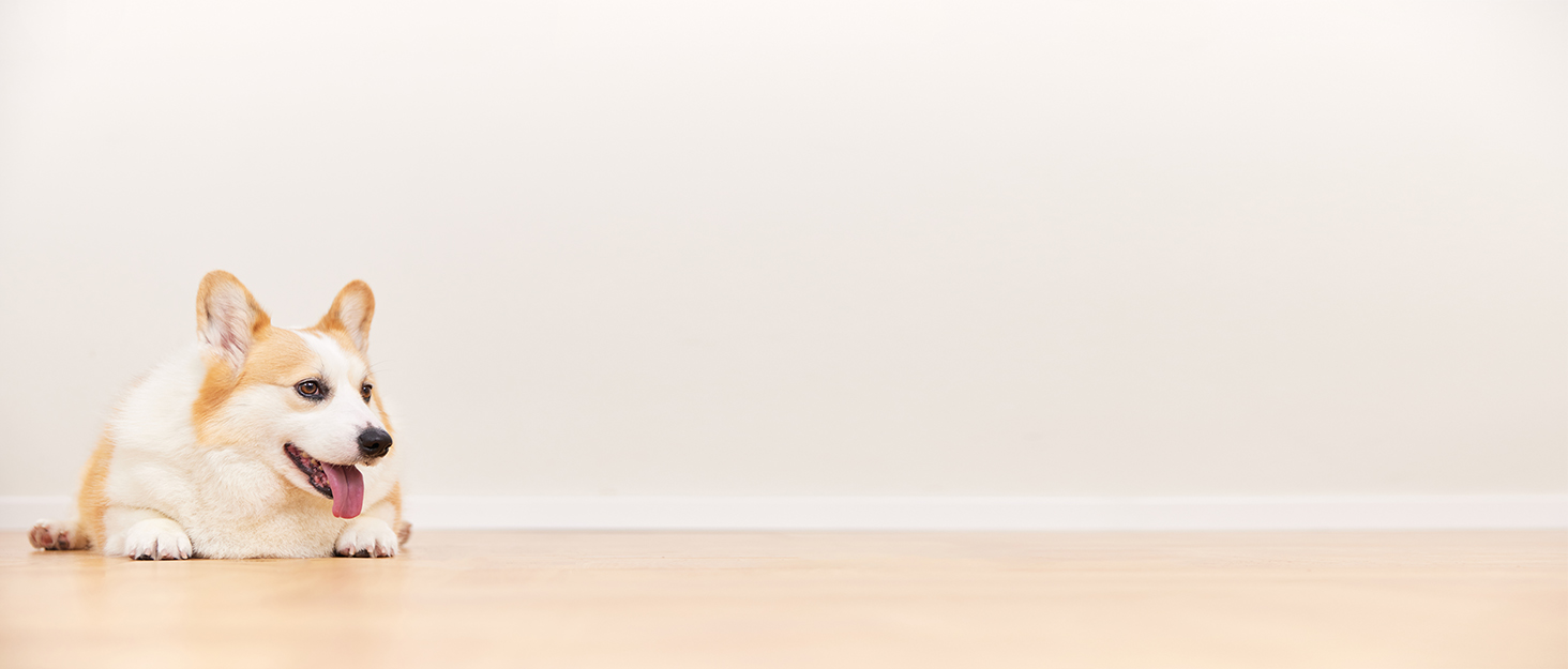 Захист для заднього сидіння автомобіля Baodan: коврик для собак, чорний, вологостійкий, для універсальних авто та SUV