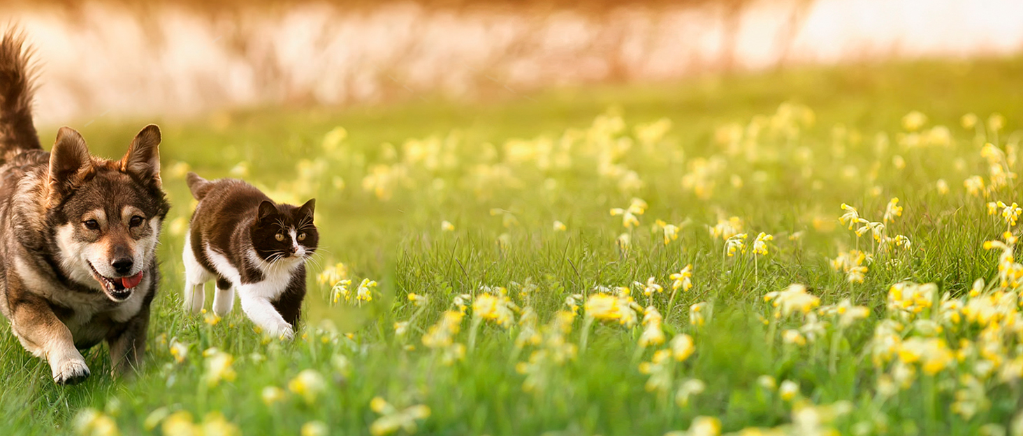 Крісло-підвищувач для собак у машину 2-в-1 з підкладкою та ременем безпеки (Чорний, M)