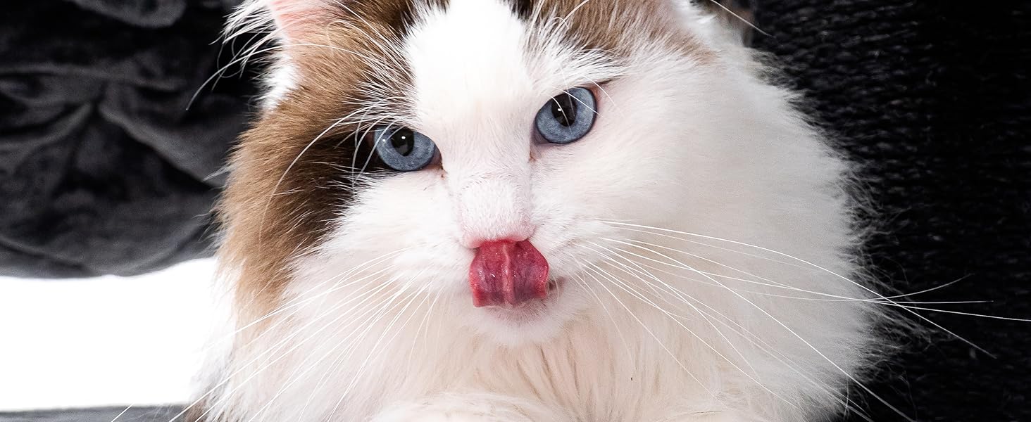 Драбина для котів Petrebels Skyline XXL, 186 см, чорна. Підходить для великих котів, таких як Мейн-кун