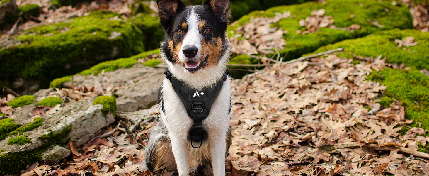 Шлейка для собак Rabbitgoo великих порід, без натягу, тактична з MOLLE, металеві пряжки, дихаюча, військова, чорна, L