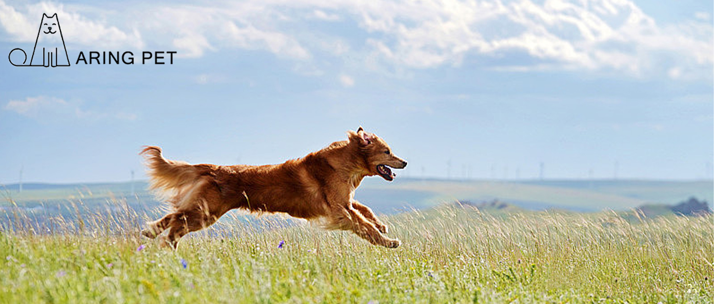 Нашийник для собак Aring PET на Різдво, червоний бавовняний нашийник з бантиком, милий нашийник з метеликом, подарунок для собак з металевою застібкою, для маленьких, середніх та великих собак, L, червоний