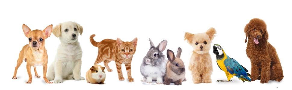 Транспортувальна сумка для тварин: котів, собак, кроликів, хом'яків. Чорна, розмір M (47x27x28 см) та L (44x30x20 см). Підходить для перельотів, вага до 5 кг. З плечовим ременем.