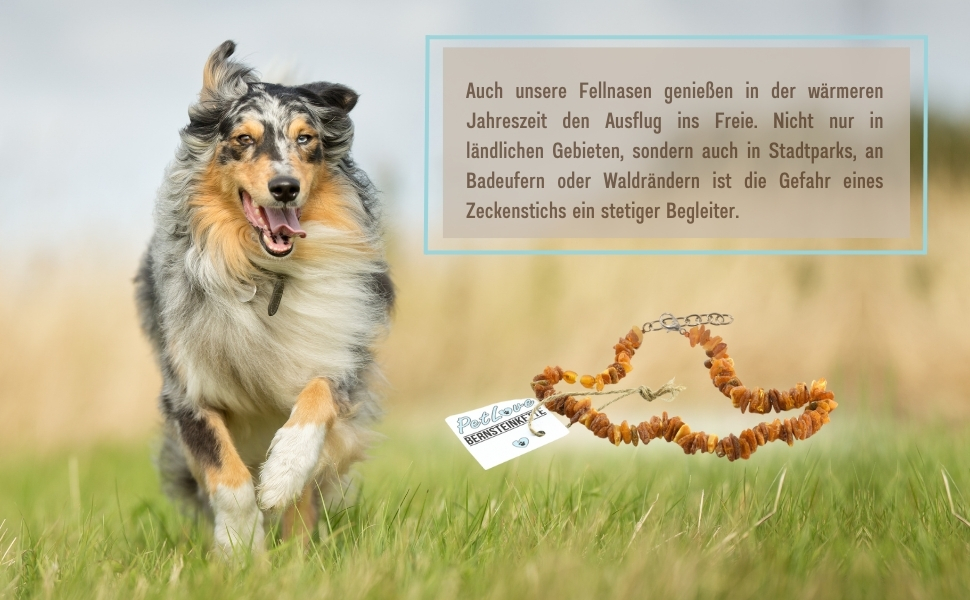 Намисто з бурштину для собак PetLove • 100% балтійський бурштин • Обов'язкове для собак та котів • Довжина: 50-55 см