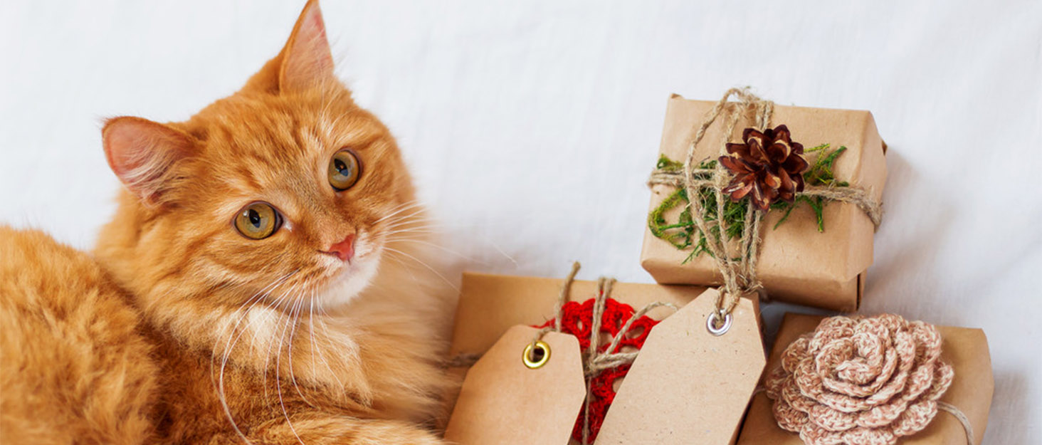 Котяча гамак для вікна JinRui-T, стійка, сонячне ліжко з міцними присосками, місце для відпочинку для котів, економія місця, кріплення, до 13,6 кг (чорний)