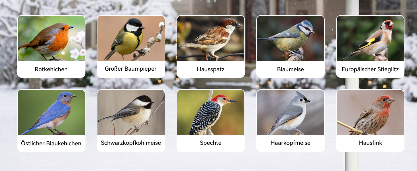 Кормушка для птахів з камерою, AI розпізнавання птахів, 2.4 ГГц/5 ГГц, сонячна, захищена від білок, миттєві сповіщення, 2K камера для заднього двору