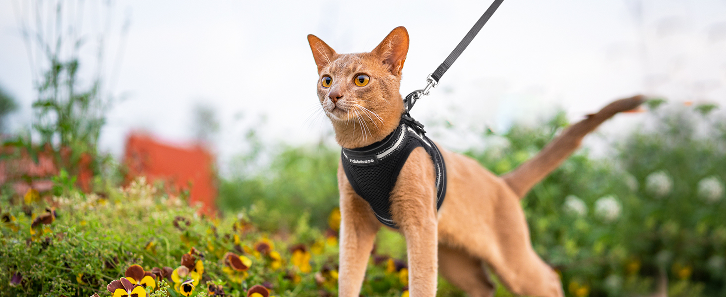 Шлейка для котів Rabbitgoo з повідком, чорна, M (XL, 1 шт.)