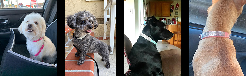 Нашийник та поводок для собак ETOPARS з стразами та кристалами, набір для собак та котів, чорний