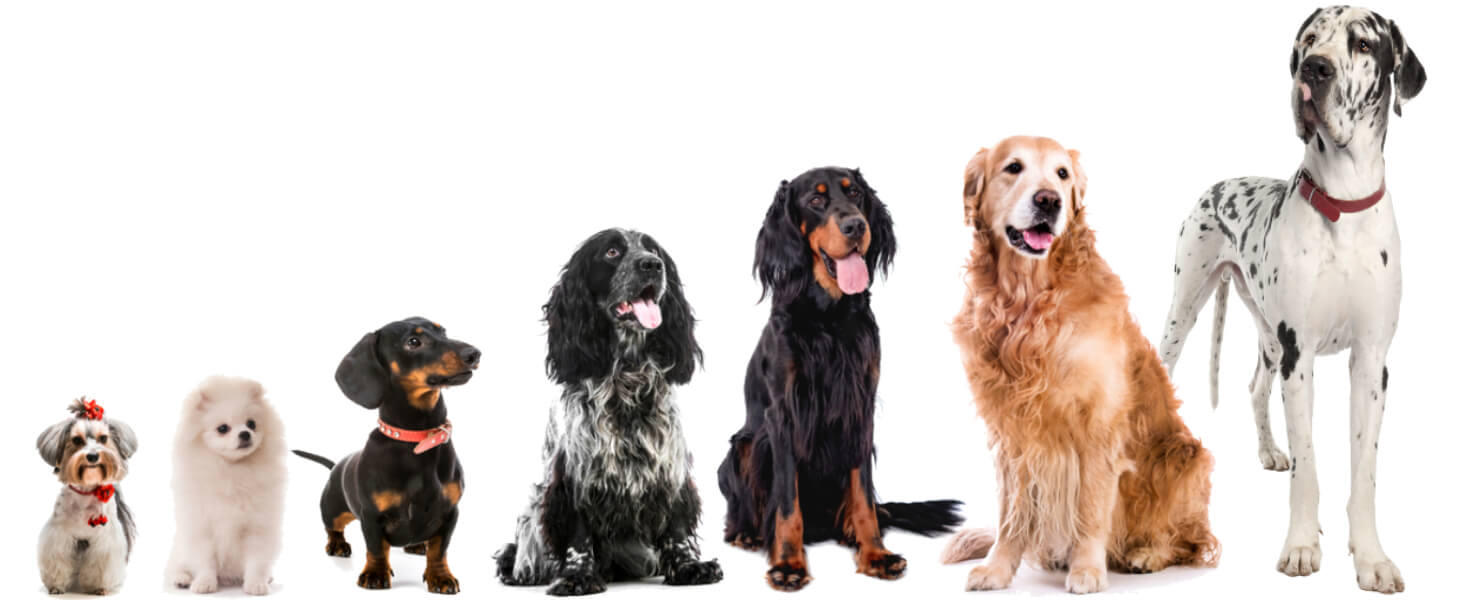 Ортопедичне ліжко для собак Traumreiter, сіре, 135x100 см. Підходить для великих та середніх собак. Ліжко-корзина, ліжко-софа, велике ліжечко для собак.