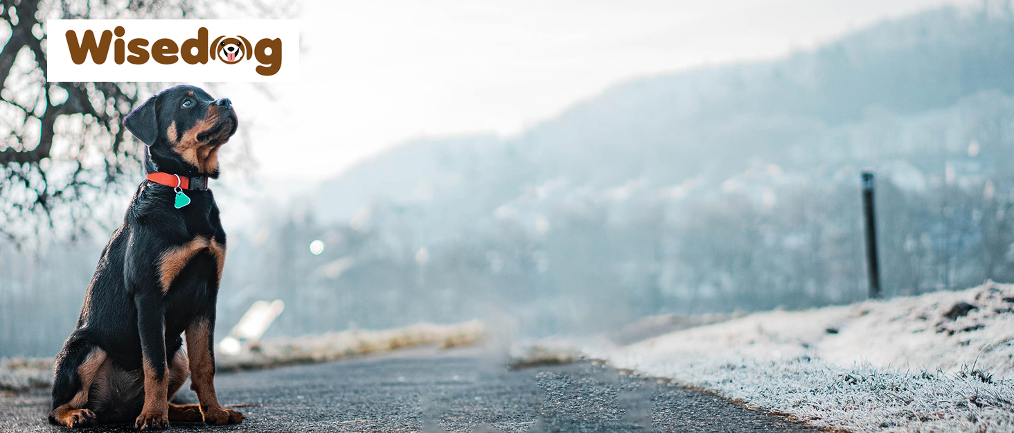 Набір повідка та нашийника для собак Wisedog: регульований, міцний нашийник та повідок для собак маленьких, середніх та великих порід, з тримачем для пакетів для екскрементів (M, пісочний колір). Розмір M (нашийник: 30-45 см; повідок: 1.5 м)